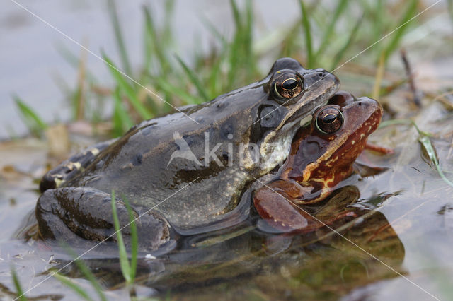 Common Frog (Rana temporaria)