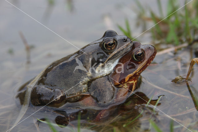 Common Frog (Rana temporaria)