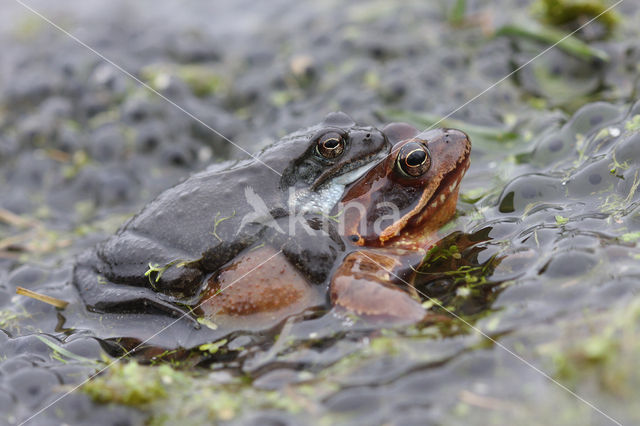 Common Frog (Rana temporaria)