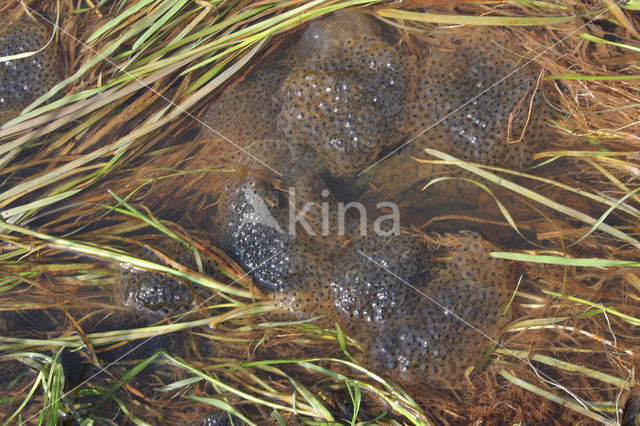 Common Frog (Rana temporaria)