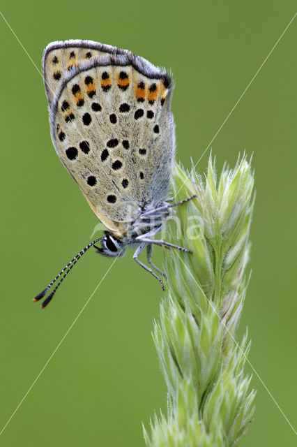 Bruine vuurvlinder (Lycaena tityrus)