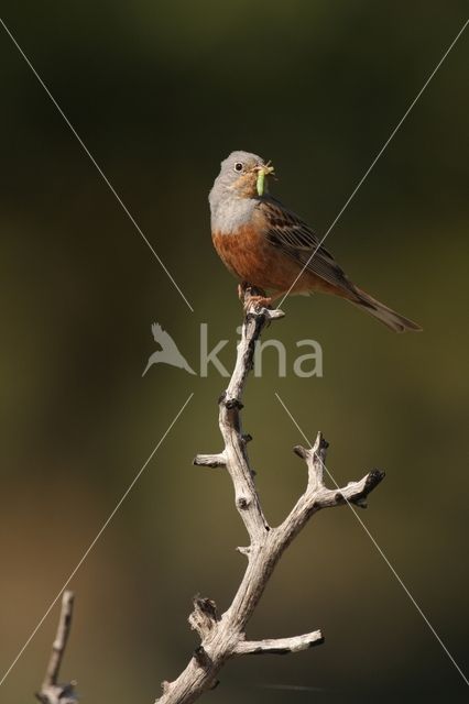 Cretzschmar's bunting (Emberiza caesia)