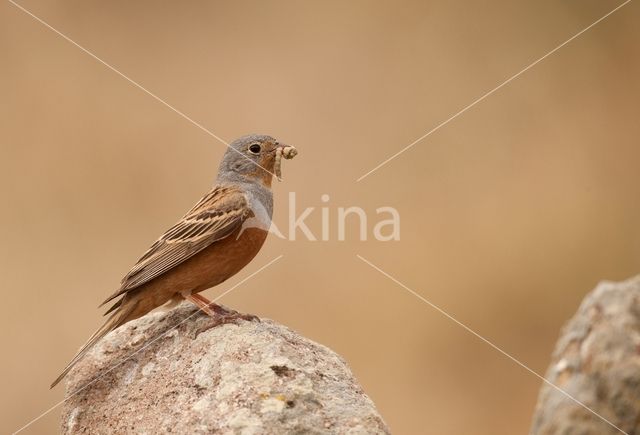 Cretzschmar's bunting (Emberiza caesia)