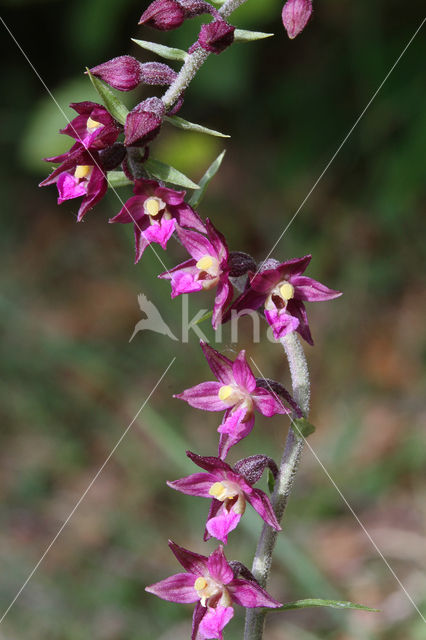 Dark-red Helleborine (Epipactis atrorubens)