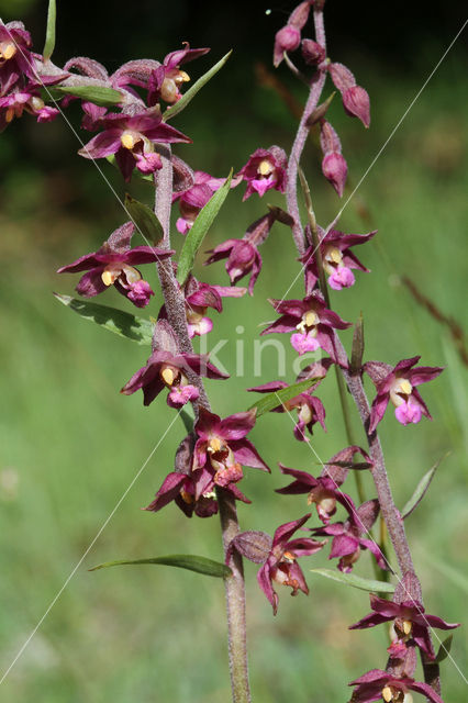 Bruinrode wespenorchis