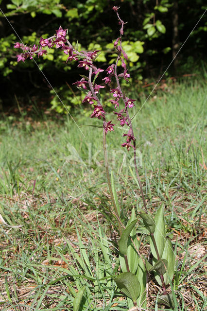 Bruinrode wespenorchis