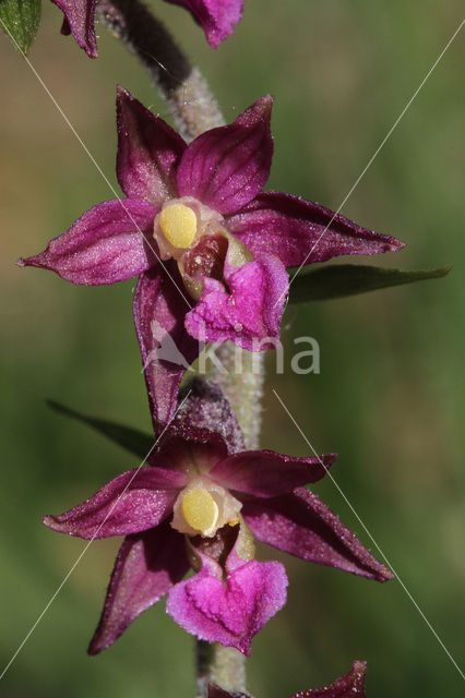 Dark-red Helleborine (Epipactis atrorubens)