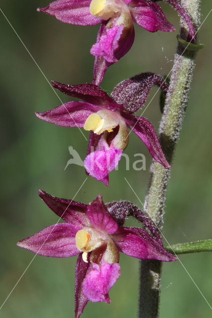 Dark-red Helleborine (Epipactis atrorubens)