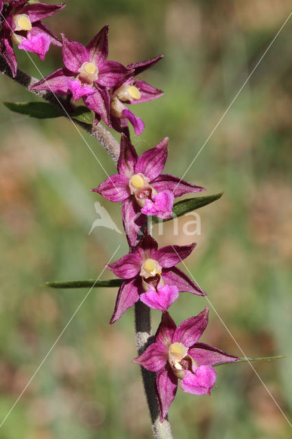 Dark-red Helleborine (Epipactis atrorubens)