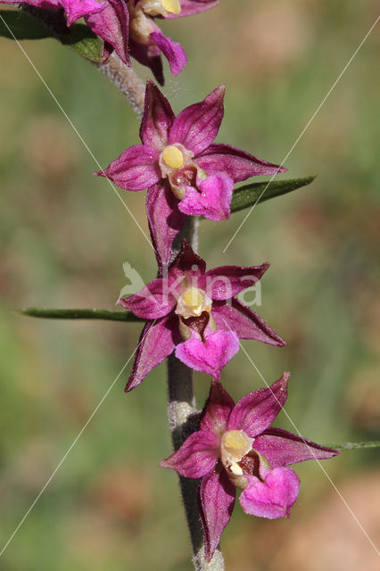 Dark-red Helleborine (Epipactis atrorubens)