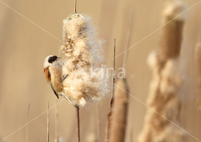 Eurasian Penduline-Tit (Remiz pendulinus)