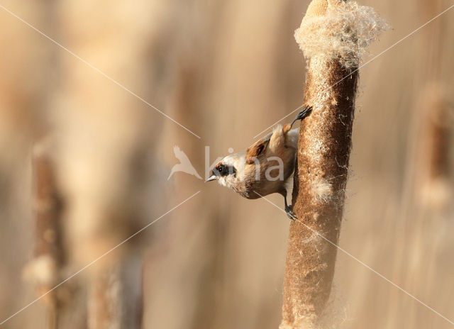 Eurasian Penduline-Tit (Remiz pendulinus)