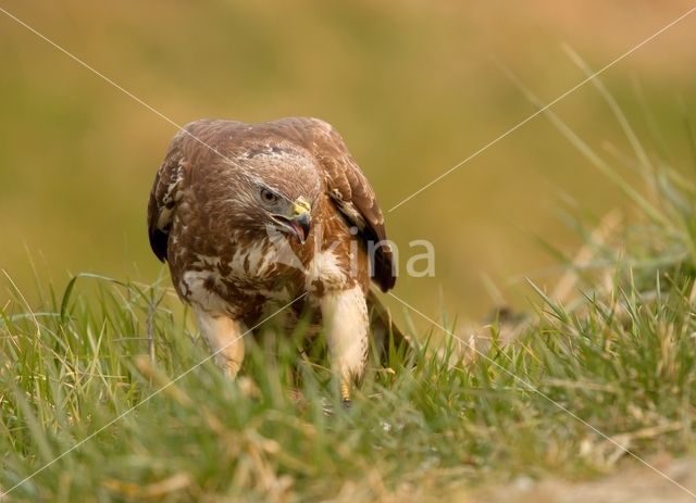 Common Buzzard (Buteo buteo)