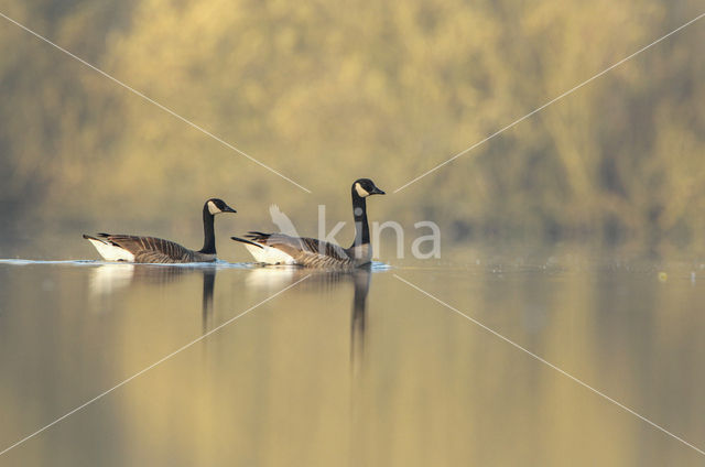 Canada Goose (Branta canadensis)