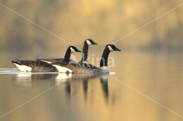 Canada Goose (Branta canadensis)