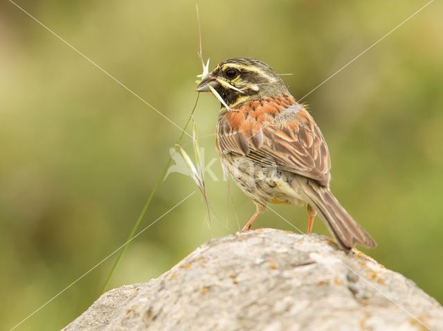 Cirlgors (Emberiza cirlus)