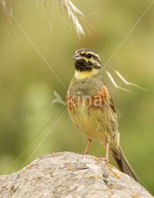 Cirlgors (Emberiza cirlus)