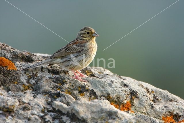Cirl bunting (Emberiza cirlus)
