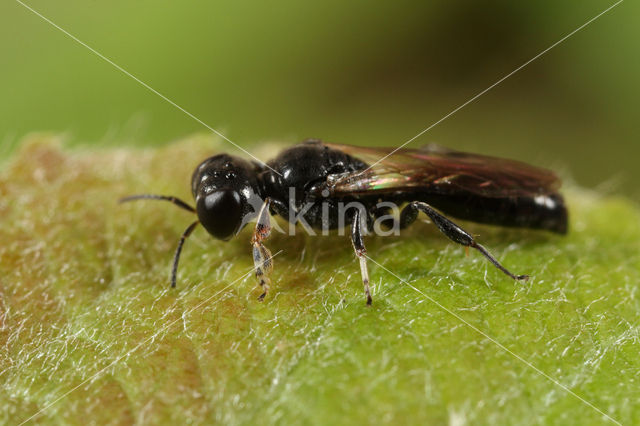 Crossocerus annulipes