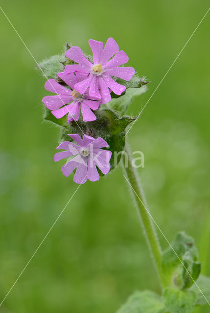 Campion (Silene dioica)