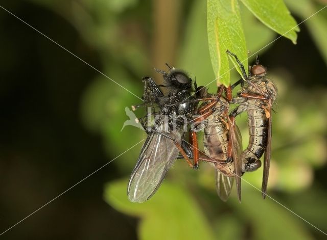 Dansvlieg (Empis tessellata)