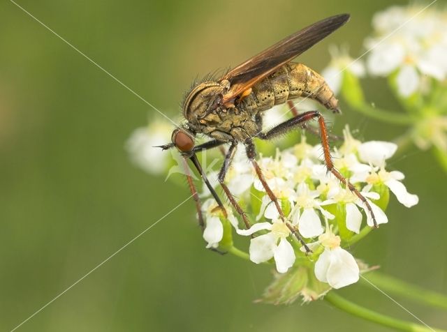 Dansvlieg (Empis tessellata)