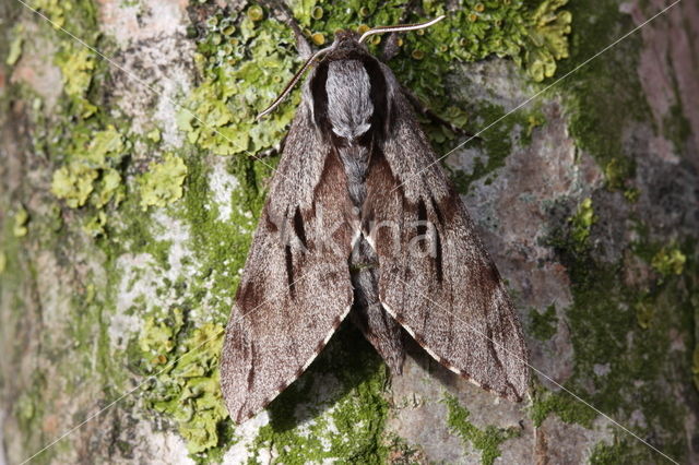 Pine Hawk-moth (Hyloicus pinastri)