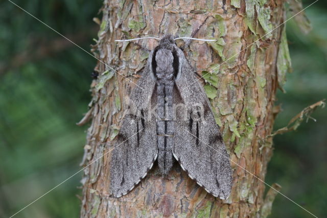 Pine Hawk-moth (Hyloicus pinastri)