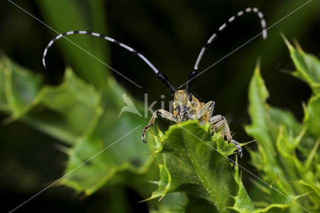 Golden-bloomed Grey longhorn (Agapanthia villosoviridescens)