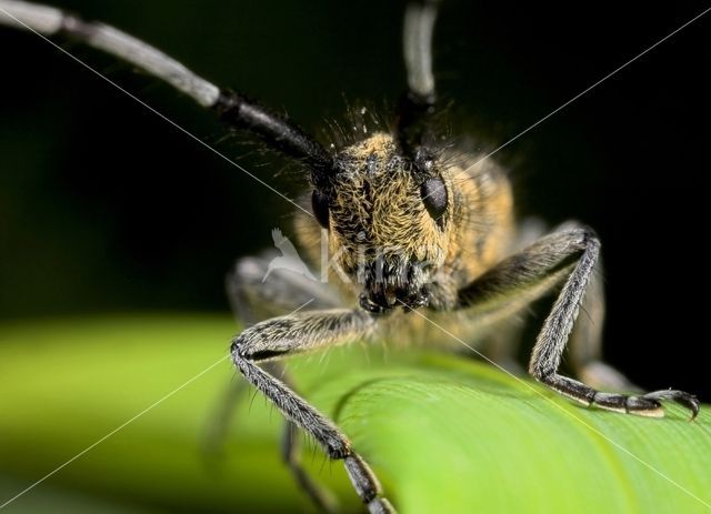 Golden-bloomed Grey longhorn (Agapanthia villosoviridescens)