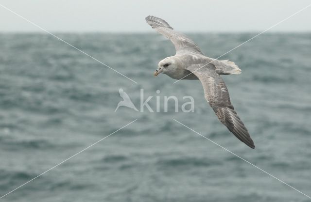 Donkere Noordse Stormvogel (Fulmarus glacialis glacialis)