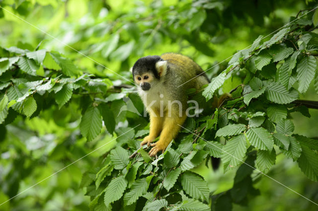 Squirrel Monkey (Saimiri spec.)