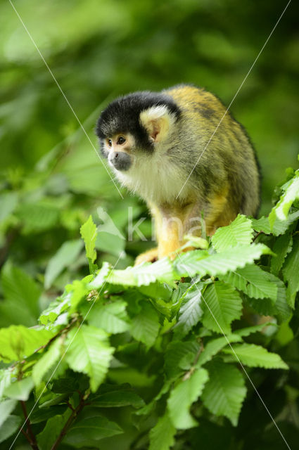 Squirrel Monkey (Saimiri spec.)