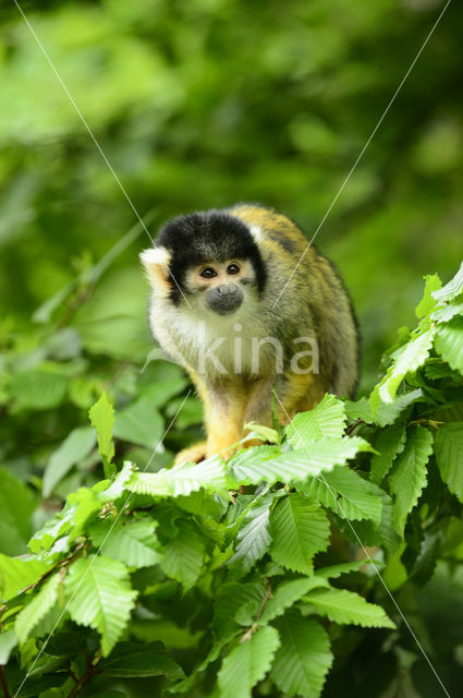 Squirrel Monkey (Saimiri spec.)