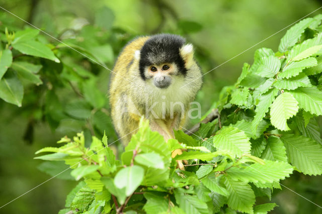 Squirrel Monkey (Saimiri spec.)
