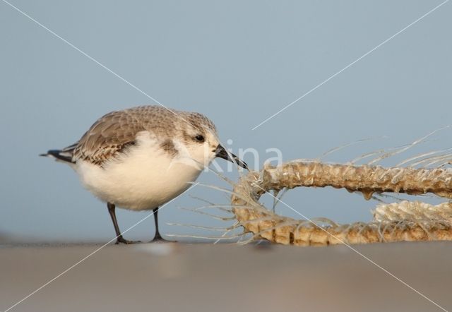 Drieteenstrandloper (Calidris alba)