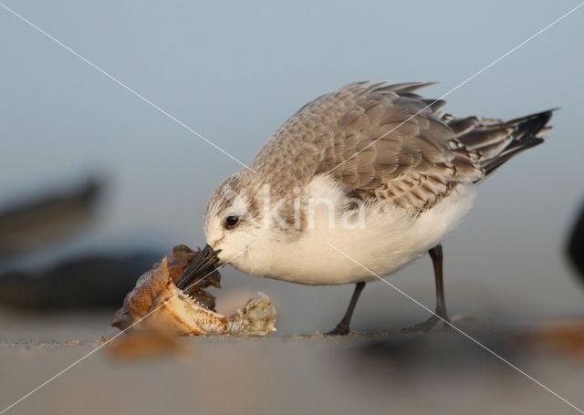 Sanderling (Calidris alba)