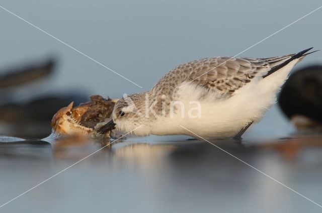 Sanderling (Calidris alba)