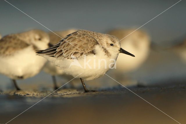 Sanderling (Calidris alba)