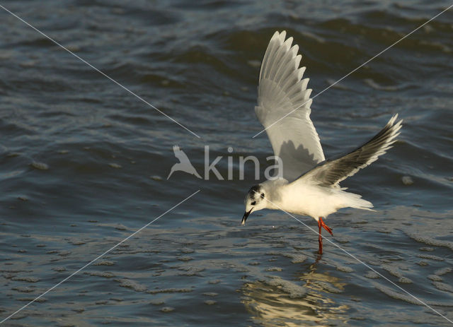 Little Gull (Larus minutus)