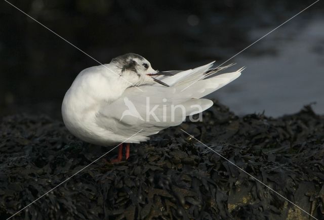 Little Gull (Larus minutus)
