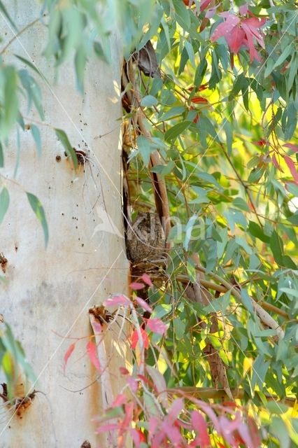 European Scops-Owl (Otus scops)