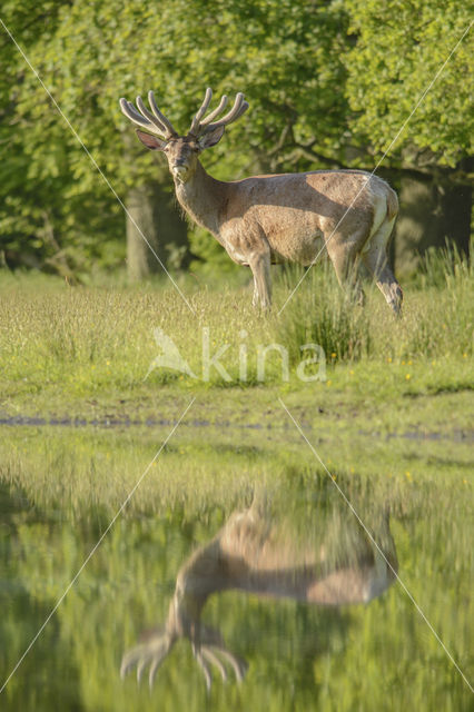 Edelhert (Cervus elaphus)