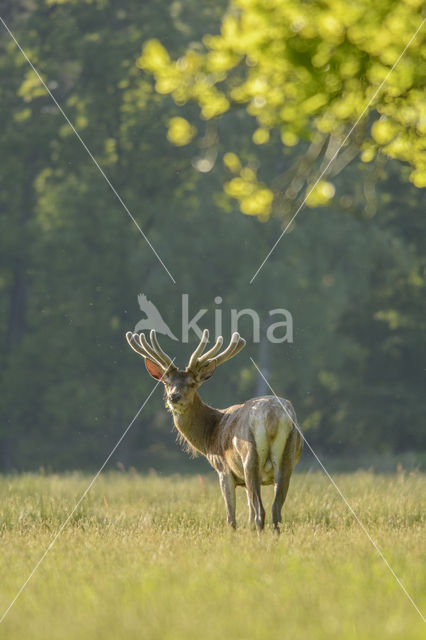 Red Deer (Cervus elaphus)