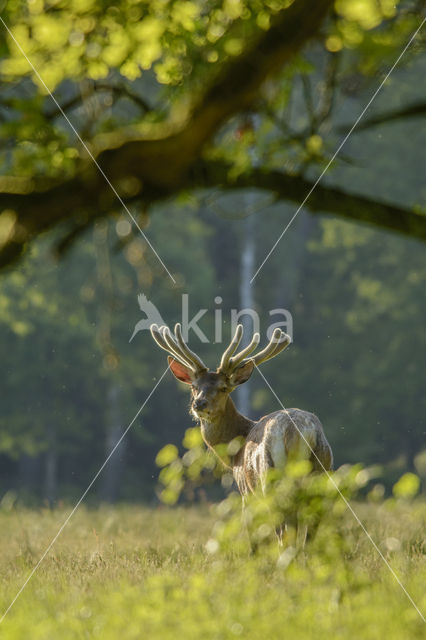 Red Deer (Cervus elaphus)