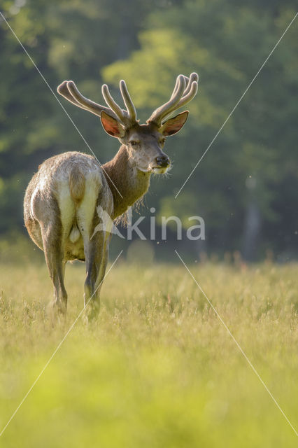 Red Deer (Cervus elaphus)