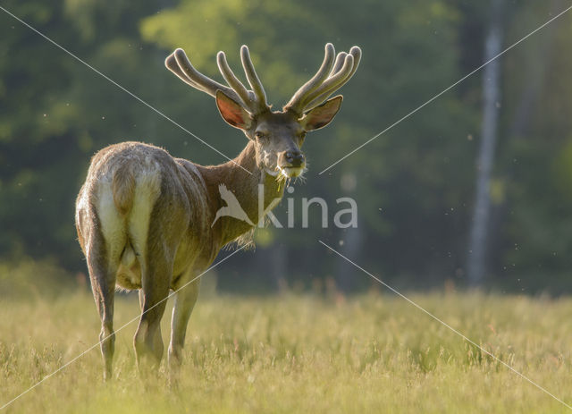 Red Deer (Cervus elaphus)