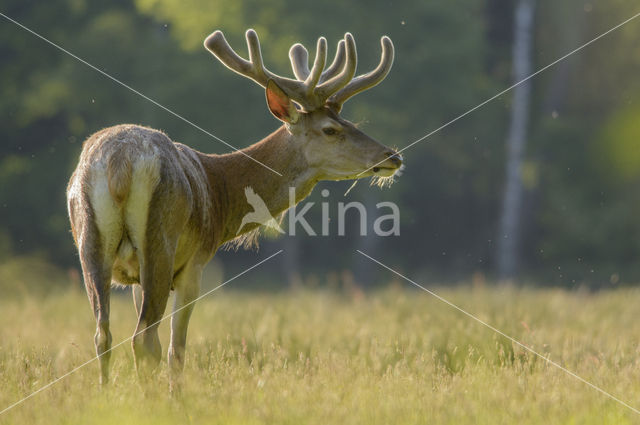 Red Deer (Cervus elaphus)