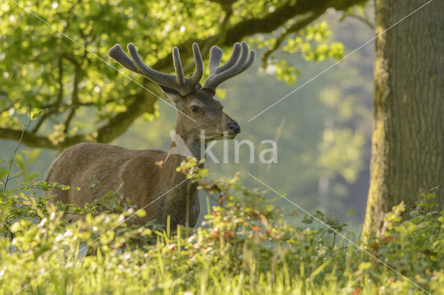 Red Deer (Cervus elaphus)