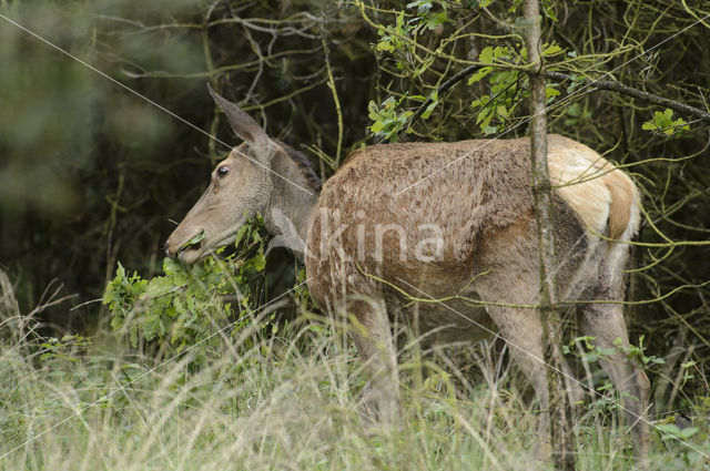 Edelhert (Cervus elaphus)